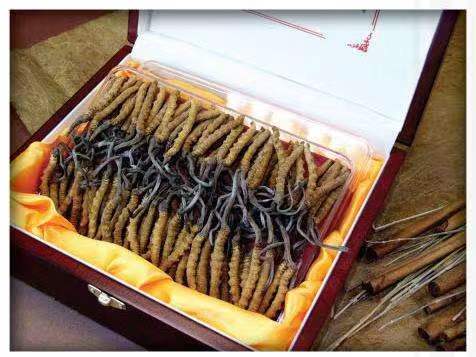 曲松冬虫夏草回收